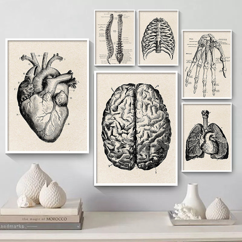 Медицинская анатомия, холст, х – обзор и цена Medical Lab Posters